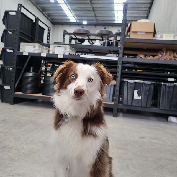 A brown and white Australian Shepherd dog sits in a warehouse setting